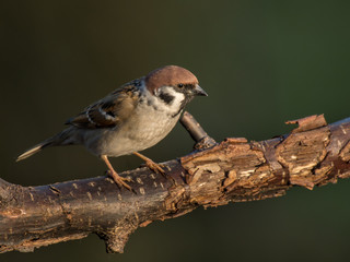 Eurasian tree sparrow