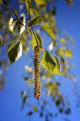 Birch trees in spring 