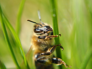 Extreme close up of bee sitting on flower