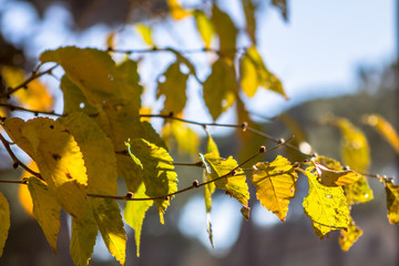Yellow leaves on the branches