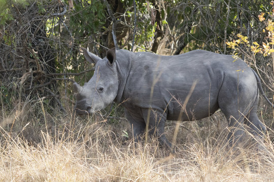 cub of a southern white rhinoceros standing in a bush savannah not far from a female