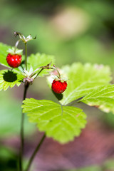 Wild strawberries in the woods