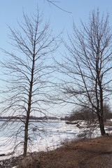 Tree along lake shore, bare of leaves during the winter season.  

