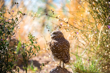 Burrwoing Owl