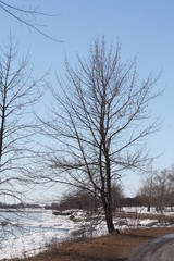 Tree along lake shore, bare of leaves during the winter season.  

