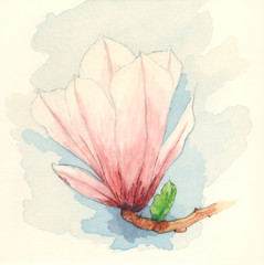 Saucer magnolia (Magnolia x soulangeana) flower