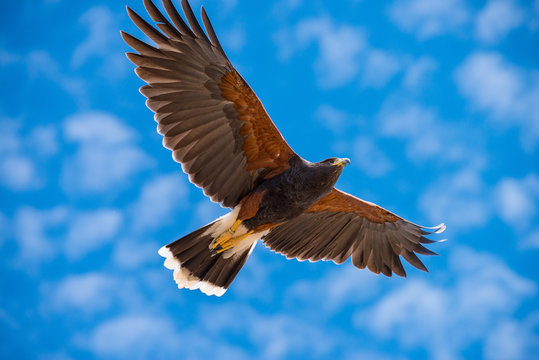 Harris Hawk