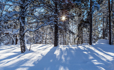 Winter forest. Mount Tserkovka. Resort Belokurikha, Altai, Russia