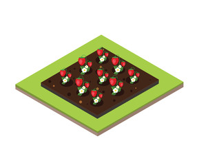 Garden in spring. Isometric icon set. Strawberry bed. Vector illustration.