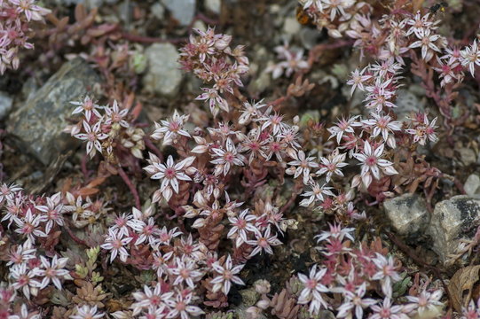 Closeup of clusters tiny pink bloom sedum hispanicum or stonecrop flowers, Sofia, Bulgaria 