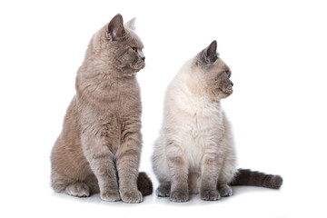 Zwei Britisch Kurzhaar Katzen