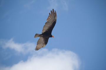 Eagle in sky