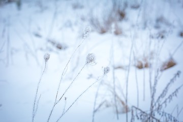 Winter abstract macro of rime on plants