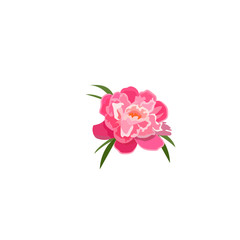 illustration of peony flower