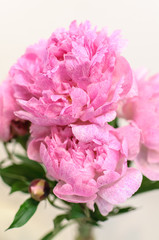Several pink peony flowers