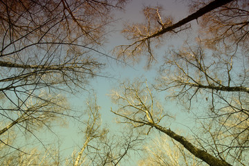 Branches of trees against the sky