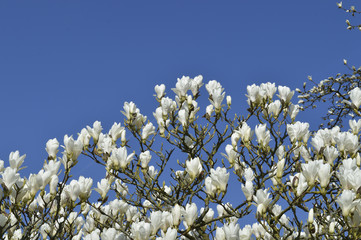 Magnolia tree white flowers