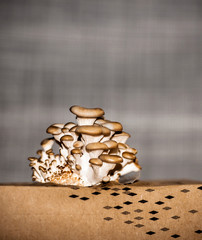 Close-up of homegrown mushroom champignons in the compost box