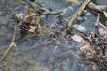 creek dam with a buckeye