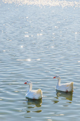Obraz premium Geese swimming in the pond
