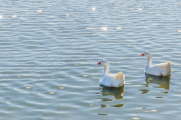 Geese couple swimming in the water