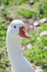 Goose head detail