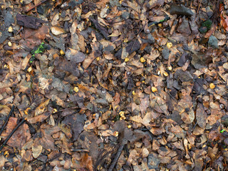 Dry leaves
