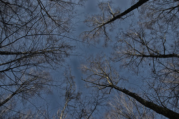 Branches of trees against the sky