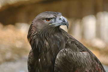 Portrait of Eagle