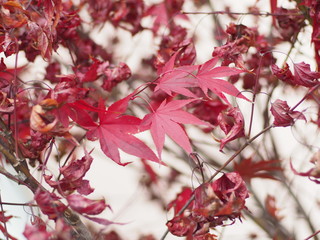 Close up of red maple's leaves