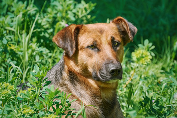 Portrait of Sstreet Dog