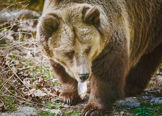 Bear Eating a Fish