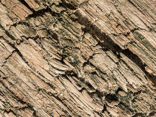 Natural wood Texture. Close-up photo