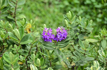 purple plant