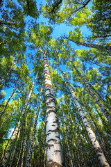 Fototapeta premium summer in sunny birch forest