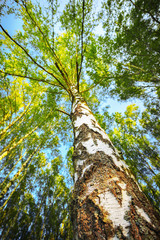 Fototapeta premium summer in sunny birch forest