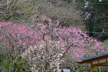 太宰府の梅