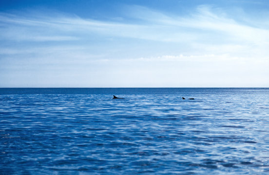 Два дельфина в глубоком синем море и небо 
