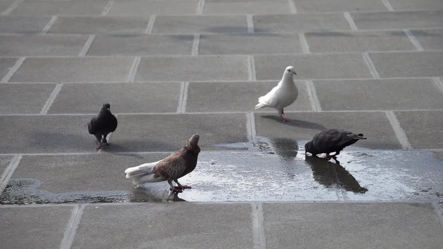 Pigeon dove bird drinking water on the floor in garden park