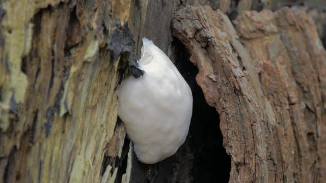 False Puffball Slime Mould, Enteridium lycoperdon