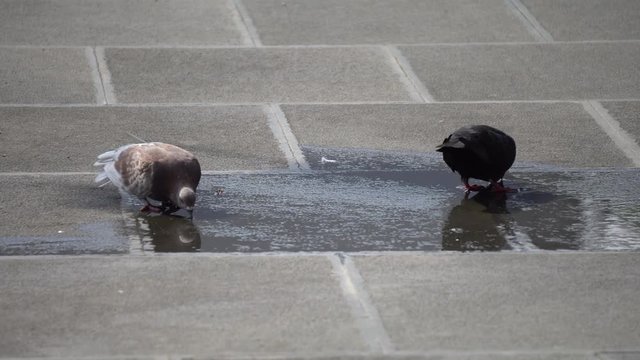 Pigeon dove bird drinking water on the floor in garden park