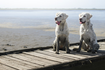 Zwei weiße dreckige labrador retriever hunde am Strand auf einem Steg am meer