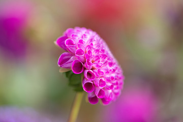 Bright pink dahlia with soft bokeh background