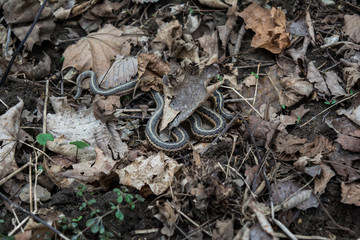 snake hiding