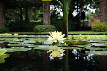 Waterlily reflections
