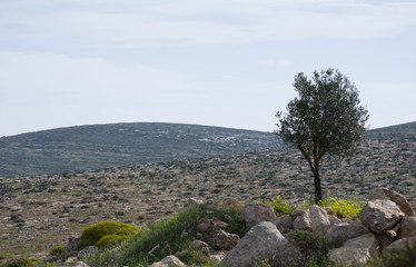 Fototapeta premium Olive Trees on the Slopes of the Mountains of Samaria, Israel