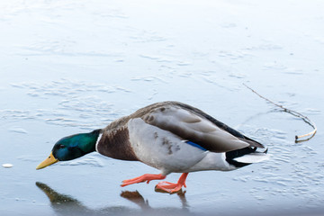 Mallard drake trying to drink from frozen water