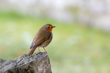 Robin sitting on a stone wall