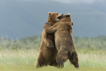 Brown bear boars sparring in Alaska