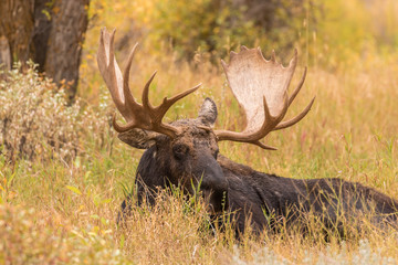 Naklejka na ściany i meble Bull Shiras Moose in Autumn